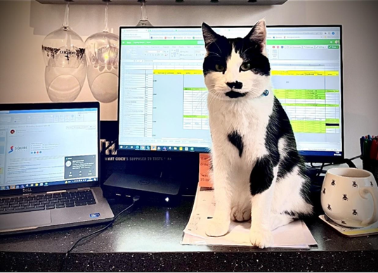Picture5 Cat sat on a desk with laptop and computer in the background